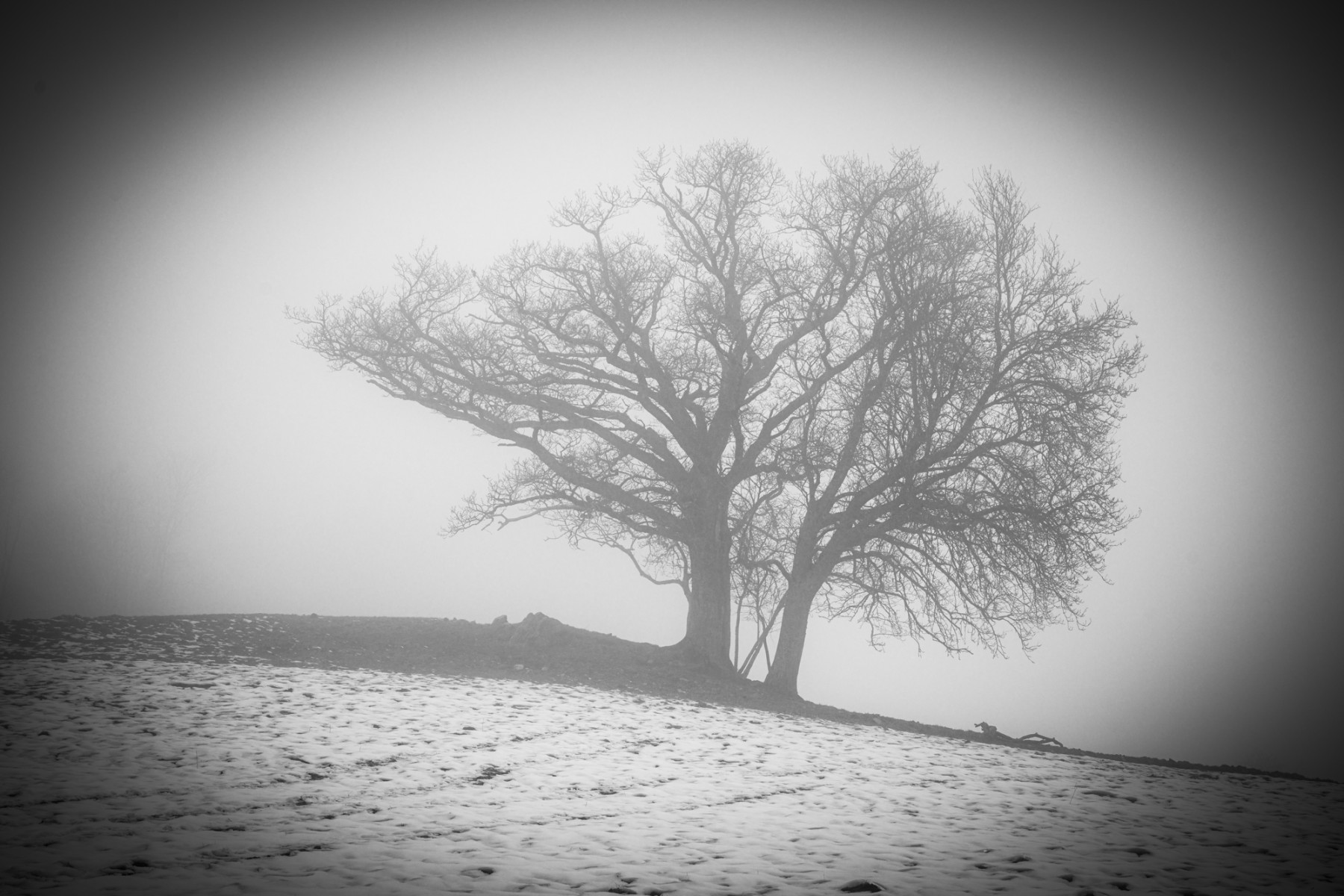 Chêne dans la brume, de David Bordenave The Art Cycle