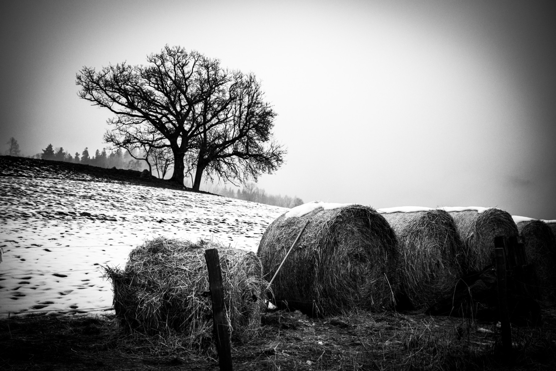 Foin d'hiver, de David Bordenave The Art Cycle